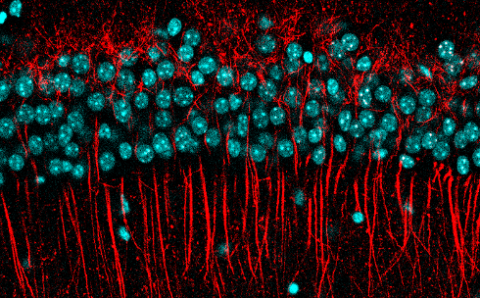 Μοριακή Βιολογία – Βιοϊατρική // Molecular Biology – Biomedicine