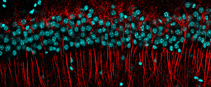 Μοριακή Βιολογία – Βιοϊατρική // Molecular Biology – Biomedicine