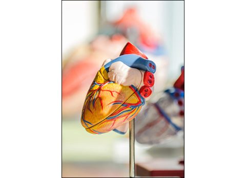metaptyxiaka-pms-cardio-small